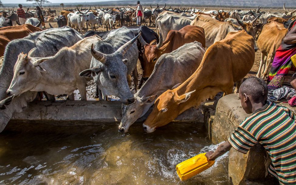 An den seltenen Wasserstellen werden alle Familienmitglieder und die verbleibenden Tiere versorgt.