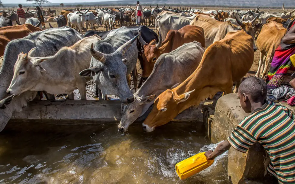 El Niño Äthiopien: Viele Tiere der Familien verdursten | © UNICEF/Ayene El Niño Äthiopien: An seltenen Wasserstellen werden die verbleibenden Tiere versorgt.