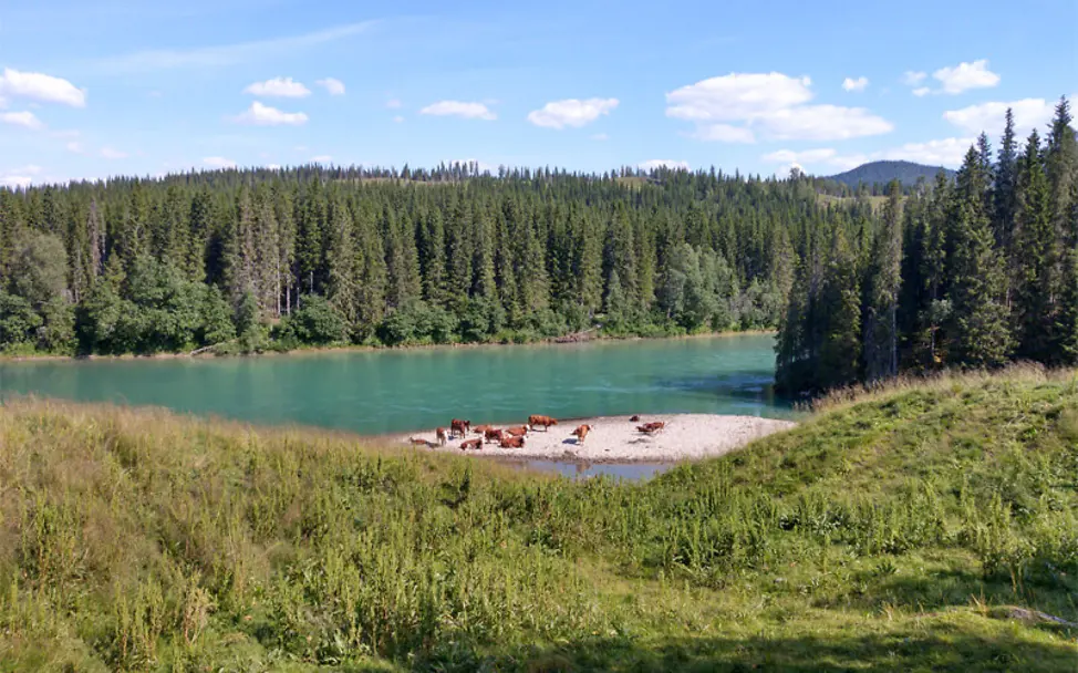 Nordkap-Wanderer Lukas Bion: Grün schimmert ein Fluss vor einem Wald | Lukas Bion Nordkap-Wanderer Lukas Bion: Grün schimmert ein Fluss vor einem Wald
