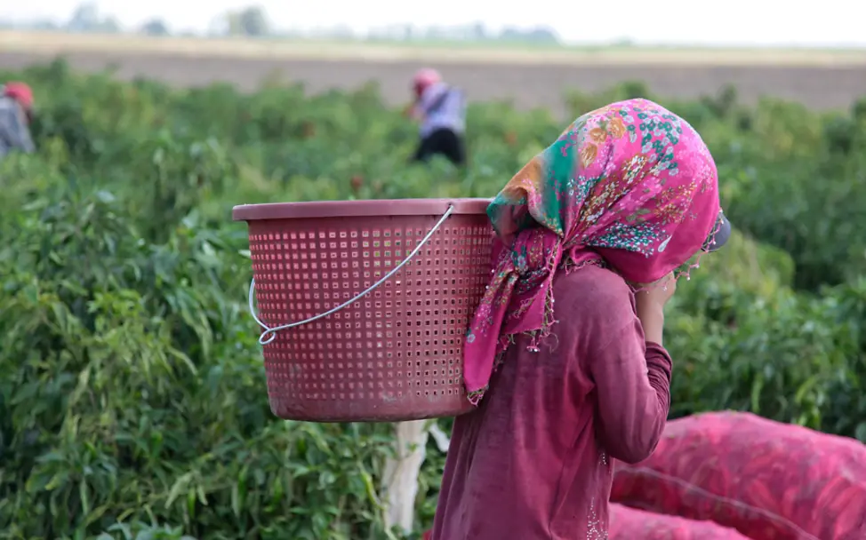 Amira trägt einen Korb auf dem Rücken. | © UNICEF/Feyizoglu Türkei: Mädchen arbeitet auf einem Feld.