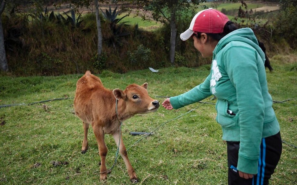 Ecuador: Belen spricht mit einem Kalb.