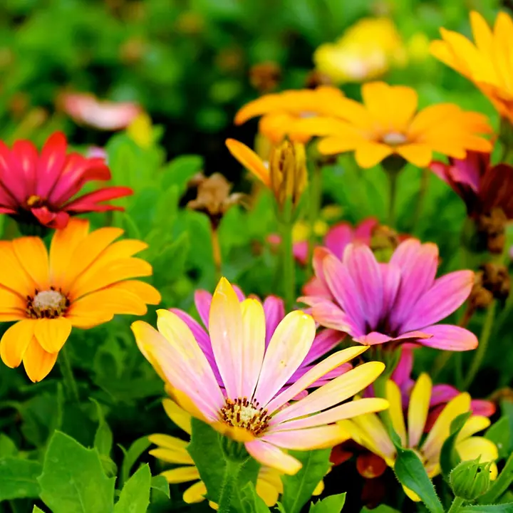 Bunte Blumen Bunte Blumen