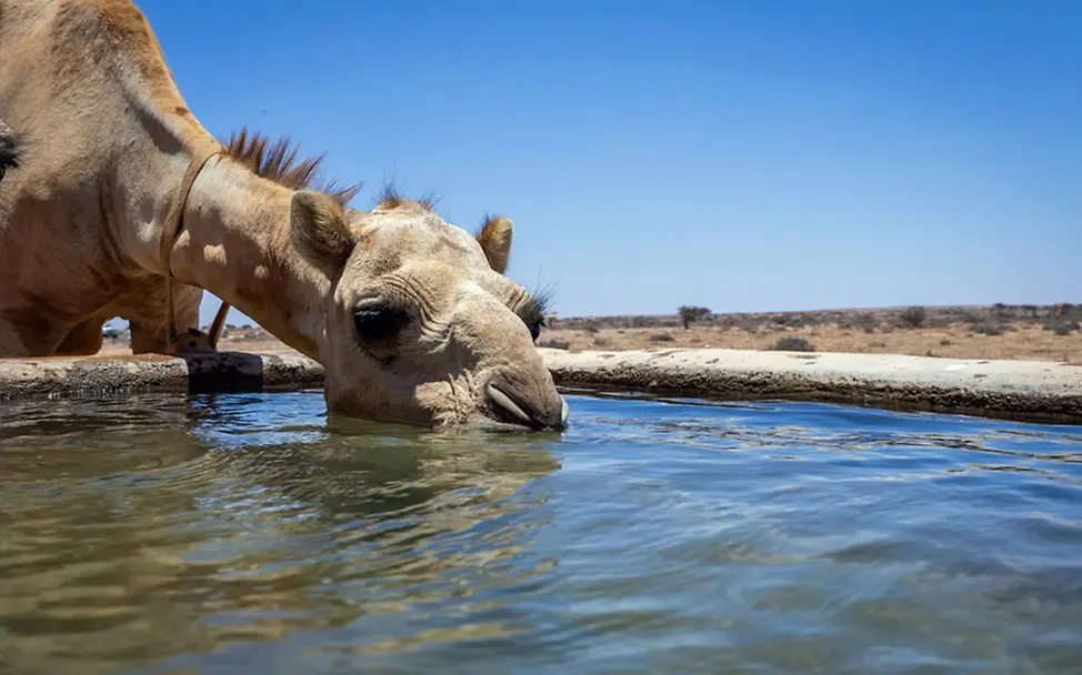 Somalia: Ein Kamel trinkt Wasser an einer UNICEF-Wasserstelle. | © UNICEF/UN0635403 Hungerkrise: UNICEF sorgt für sauberes Trinkwasser für die Familien und ihr Vieh.