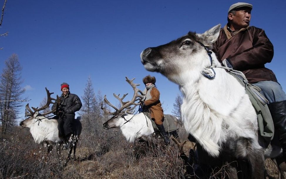 Mongolei: Helfer transportieren die Impfstoffe auf Rentieren.