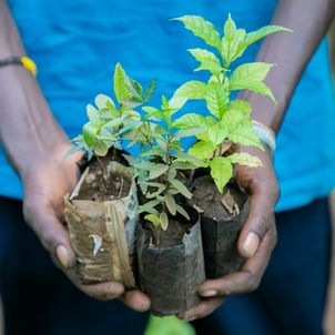 Ein junges Mitglied der Gruppe Team Green View im Unterbezirk Namalu, Distrikt Nakapiripirit, zeigt einen ihrer Baumsetzlinge